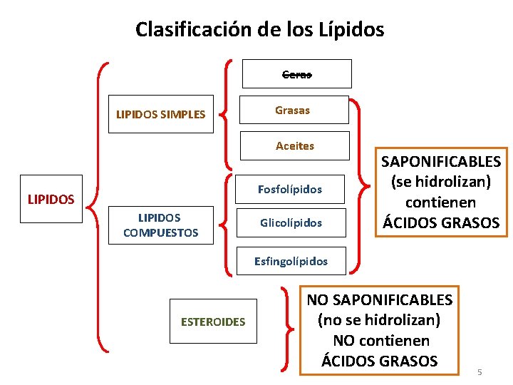 Clasificación de los Lípidos Ceras LIPIDOS SIMPLES Grasas Aceites Fosfolípidos LIPIDOS COMPUESTOS Glicolípidos SAPONIFICABLES