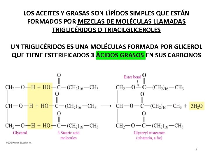 LOS ACEITES Y GRASAS SON LÍPÍDOS SIMPLES QUE ESTÁN FORMADOS POR MEZCLAS DE MOLÉCULAS