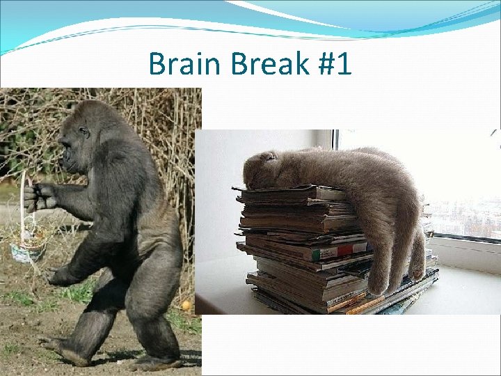 Brain Break #1 