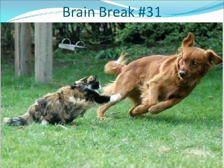 Brain Break #31 