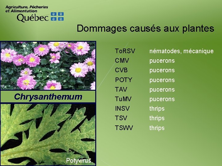 Dommages causés aux plantes Chrysanthemum Potyvirus To. RSV nématodes, mécanique CMV pucerons CVB pucerons