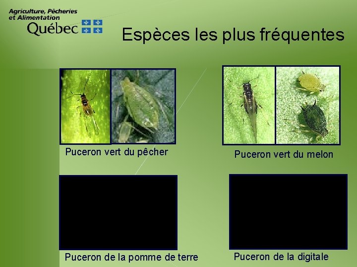 Espèces les plus fréquentes Puceron vert du pêcher Puceron vert du melon Puceron de