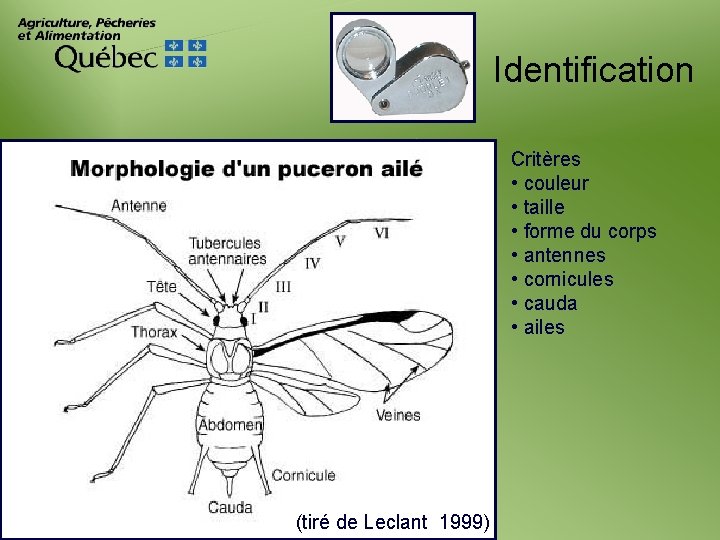 Identification Critères • couleur • taille • forme du corps • antennes • cornicules