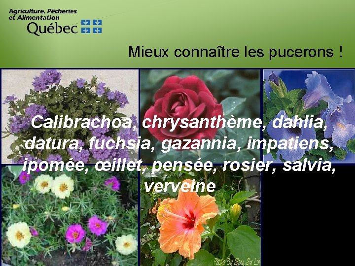 Mieux connaître les pucerons ! Calibrachoa, chrysanthème, dahlia, datura, fuchsia, gazannia, impatiens, ipomée, œillet,