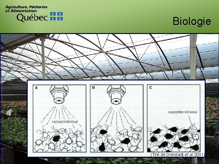 Biologie (Tiré de Dreistadt et al 2001) 