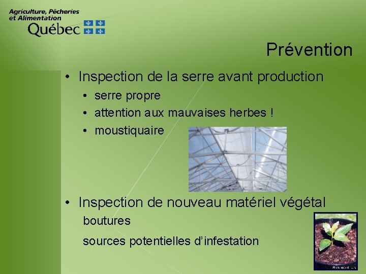 Prévention • Inspection de la serre avant production • serre propre • attention aux