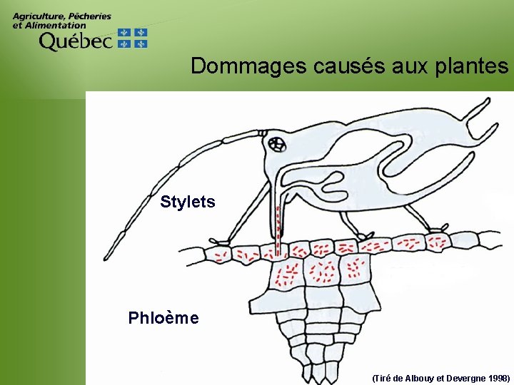 Dommages causés aux plantes Stylets Phloème (Tiré de Albouy et Devergne 1998) 