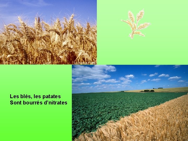 Les blés, les patates Sont bourrés d’nitrates 
