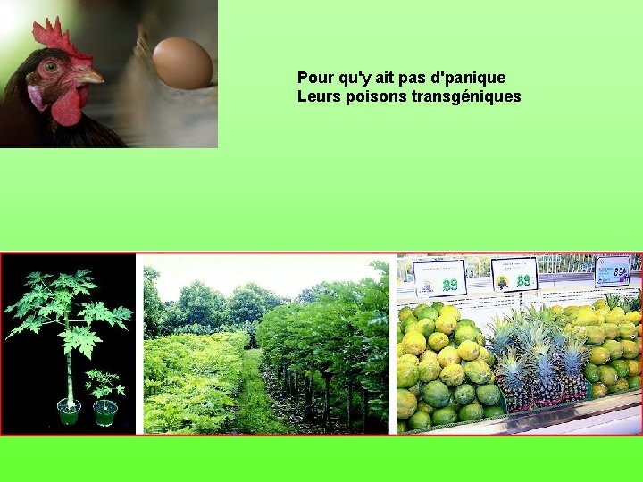 Pour qu'y ait pas d'panique Leurs poisons transgéniques 