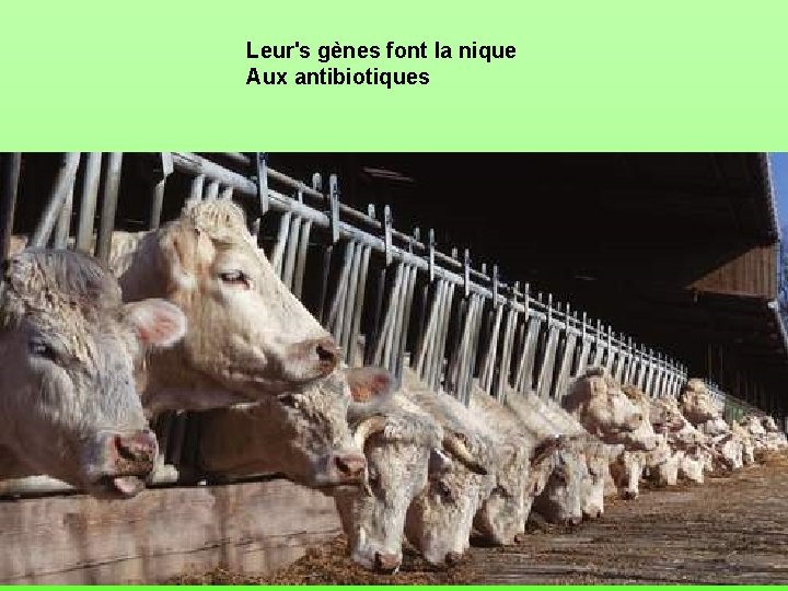 Leur's gènes font la nique Aux antibiotiques 