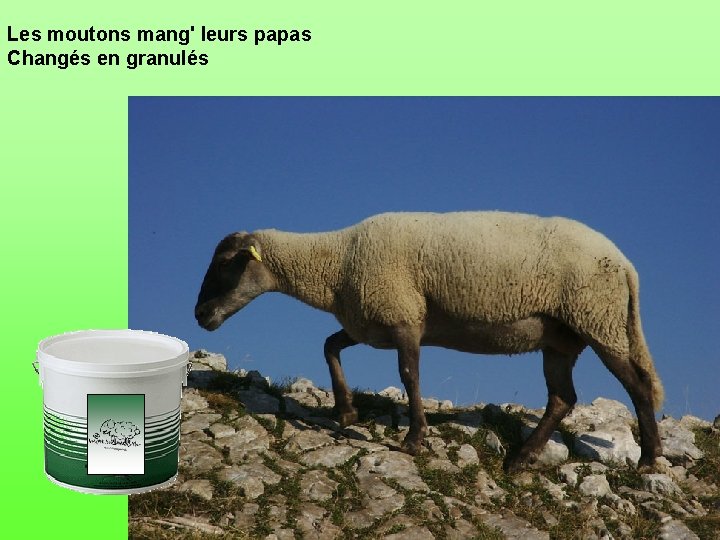 Les moutons mang' leurs papas Changés en granulés 