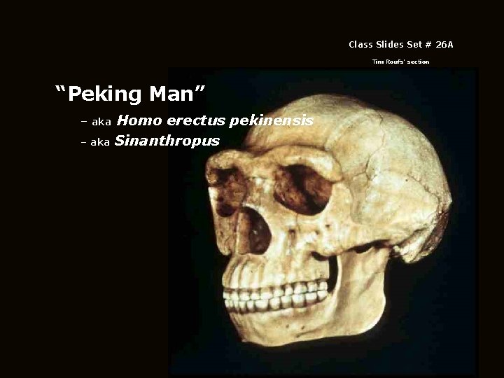 Class Slides Set # 26 A Tim Roufs’ section “Peking Man” – aka Homo