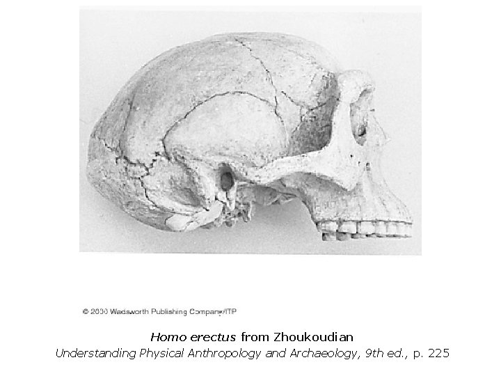 Homo erectus from Zhoukoudian Understanding Physical Anthropology and Archaeology, 9 th ed. , p.