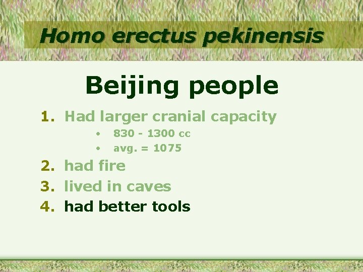 Homo erectus pekinensis Beijing people 1. Had larger cranial capacity • • 830 -