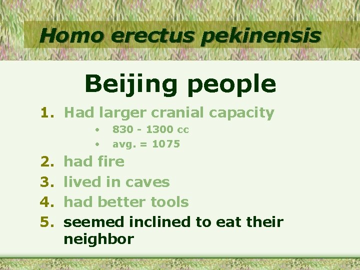 Homo erectus pekinensis Beijing people 1. Had larger cranial capacity • • 2. 3.