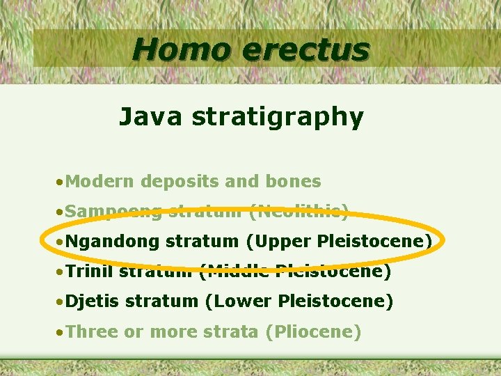 Homo erectus Java stratigraphy • Modern deposits and bones • Sampoeng stratum (Neolithic) •
