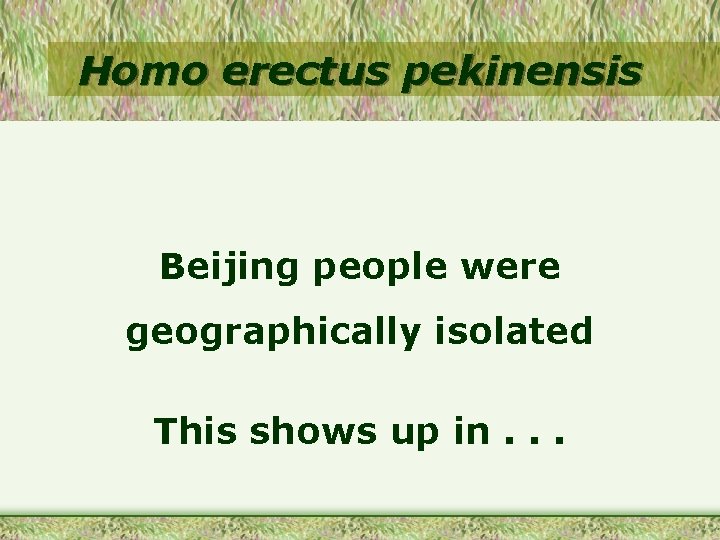 Homo erectus pekinensis Beijing people were geographically isolated This shows up in. . .