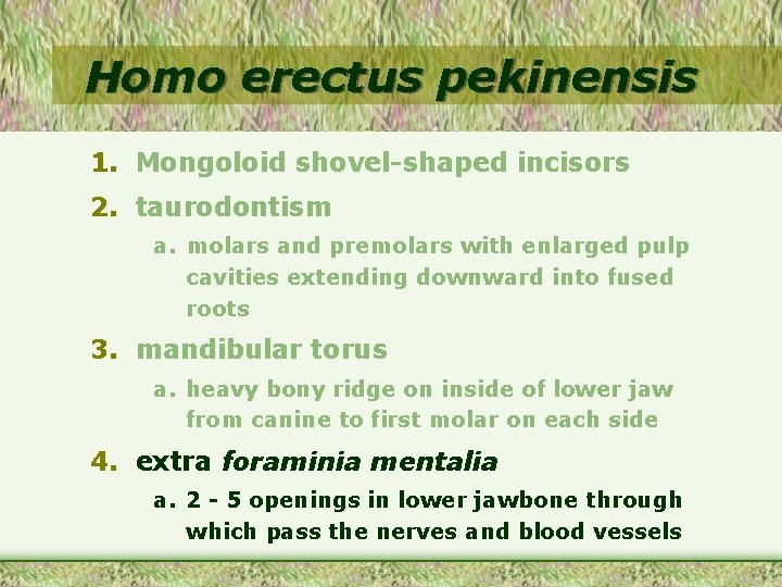 Homo erectus pekinensis 1. Mongoloid shovel-shaped incisors 2. taurodontism a. molars and premolars with