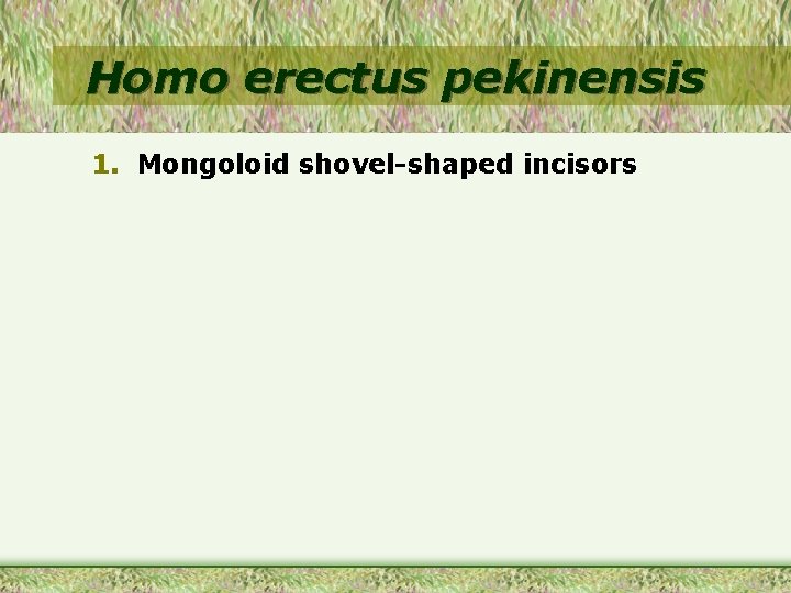 Homo erectus pekinensis 1. Mongoloid shovel-shaped incisors 