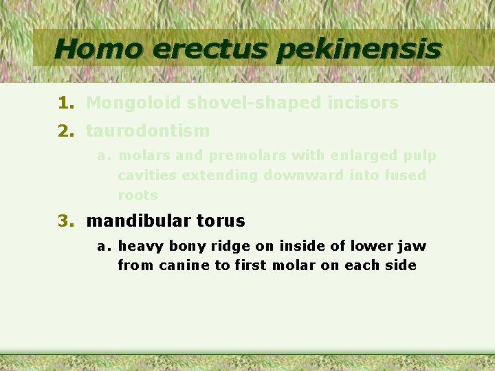 Homo erectus pekinensis 1. Mongoloid shovel-shaped incisors 2. taurodontism a. molars and premolars with