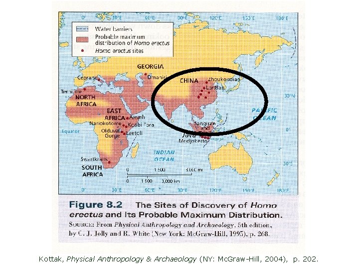 Kottak, Physical Anthropology & Archaeology (NY: Mc. Graw-Hill, 2004), p. 202. 