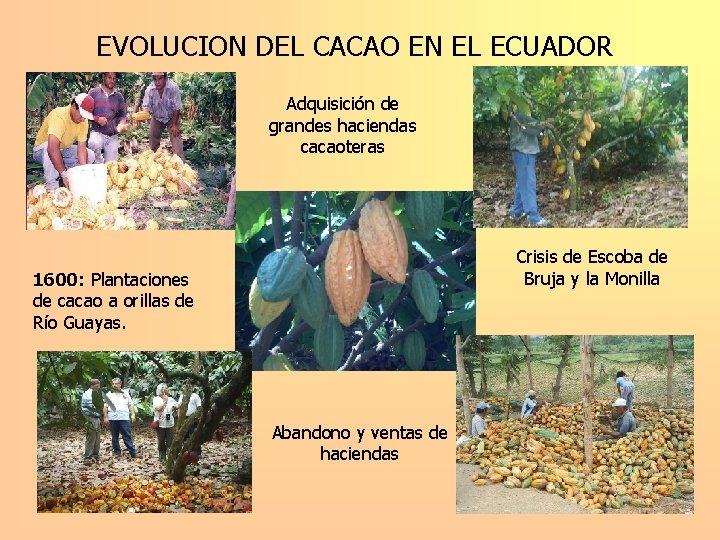 EVOLUCION DEL CACAO EN EL ECUADOR Adquisición de grandes haciendas cacaoteras Crisis de Escoba