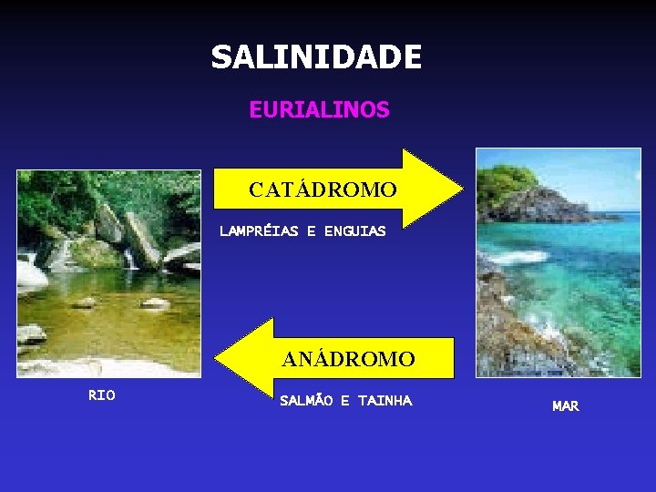 SALINIDADE EURIALINOS CATÁDROMO LAMPRÉIAS E ENGUIAS ANÁDROMO RIO SALMÃO E TAINHA MAR SALINIDADE EURIALINOS CATÁDROMO LAMPRÉIAS E ENGUIAS ANÁDROMO RIO SALMÃO E TAINHA MAR