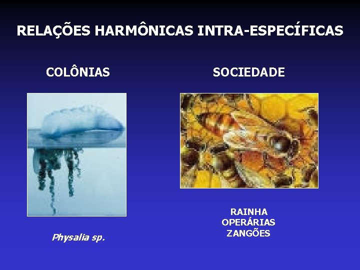 RELAÇÕES HARMÔNICAS INTRA-ESPECÍFICAS COLÔNIAS SOCIEDADE Physalia sp. RAINHA OPERÁRIAS ZANGÕES RELAÇÕES HARMÔNICAS INTRA-ESPECÍFICAS COLÔNIAS SOCIEDADE Physalia sp. RAINHA OPERÁRIAS ZANGÕES