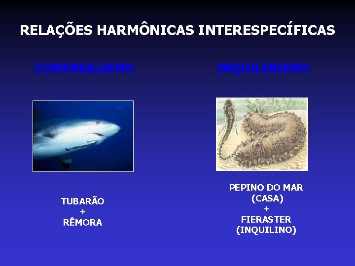 RELAÇÕES HARMÔNICAS INTERESPECÍFICAS COMENSALISMO TUBARÃO + RÊMORA INQUILINISMO PEPINO DO MAR (CASA) + FIERASTER RELAÇÕES HARMÔNICAS INTERESPECÍFICAS COMENSALISMO TUBARÃO + RÊMORA INQUILINISMO PEPINO DO MAR (CASA) + FIERASTER