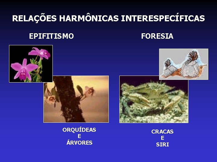 RELAÇÕES HARMÔNICAS INTERESPECÍFICAS EPIFITISMO ORQUÍDEAS E ÁRVORES FORESIA CRACAS E SIRI RELAÇÕES HARMÔNICAS INTERESPECÍFICAS EPIFITISMO ORQUÍDEAS E ÁRVORES FORESIA CRACAS E SIRI