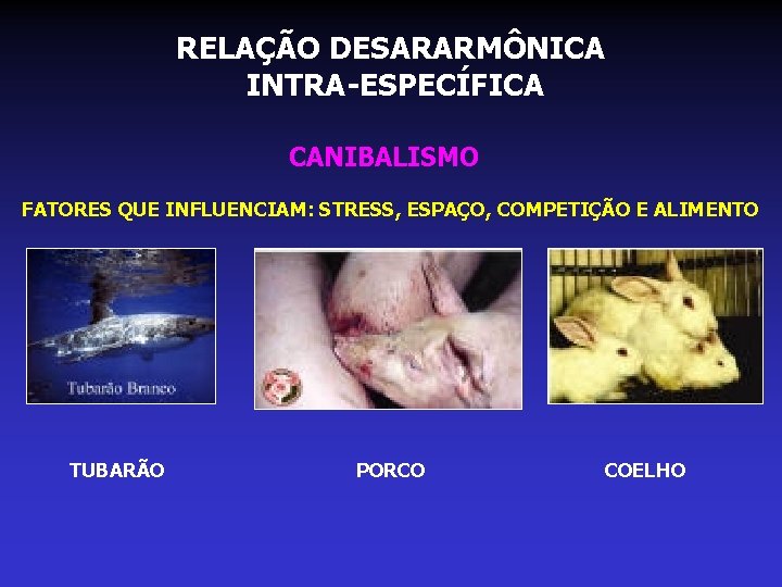 RELAÇÃO DESARARMÔNICA INTRA-ESPECÍFICA CANIBALISMO FATORES QUE INFLUENCIAM: STRESS, ESPAÇO, COMPETIÇÃO E ALIMENTO TUBARÃO PORCO RELAÇÃO DESARARMÔNICA INTRA-ESPECÍFICA CANIBALISMO FATORES QUE INFLUENCIAM: STRESS, ESPAÇO, COMPETIÇÃO E ALIMENTO TUBARÃO PORCO