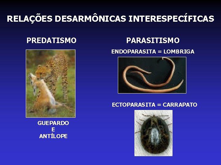RELAÇÕES DESARMÔNICAS INTERESPECÍFICAS PREDATISMO PARASITISMO ENDOPARASITA = LOMBRIGA ECTOPARASITA = CARRAPATO GUEPARDO E ANTÍLOPE RELAÇÕES DESARMÔNICAS INTERESPECÍFICAS PREDATISMO PARASITISMO ENDOPARASITA = LOMBRIGA ECTOPARASITA = CARRAPATO GUEPARDO E ANTÍLOPE
