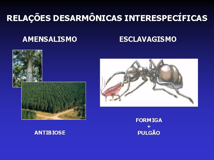 RELAÇÕES DESARMÔNICAS INTERESPECÍFICAS AMENSALISMO ESCLAVAGISMO ANTIBIOSE FORMIGA + PULGÃO RELAÇÕES DESARMÔNICAS INTERESPECÍFICAS AMENSALISMO ESCLAVAGISMO ANTIBIOSE FORMIGA + PULGÃO