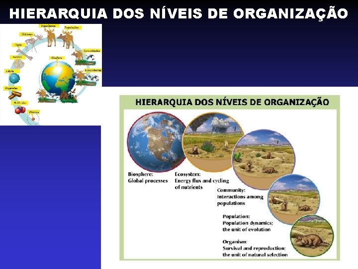 HIERARQUIA DOS NÍVEIS DE ORGANIZAÇÃO HIERARQUIA DOS NÍVEIS DE ORGANIZAÇÃO
