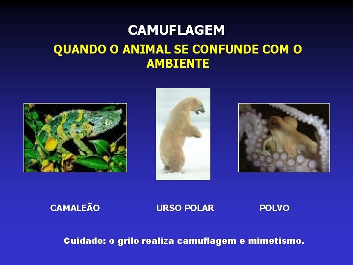 CAMUFLAGEM QUANDO O ANIMAL SE CONFUNDE COM O AMBIENTE CAMALEÃO URSO POLAR POLVO Cuidado: CAMUFLAGEM QUANDO O ANIMAL SE CONFUNDE COM O AMBIENTE CAMALEÃO URSO POLAR POLVO Cuidado:
