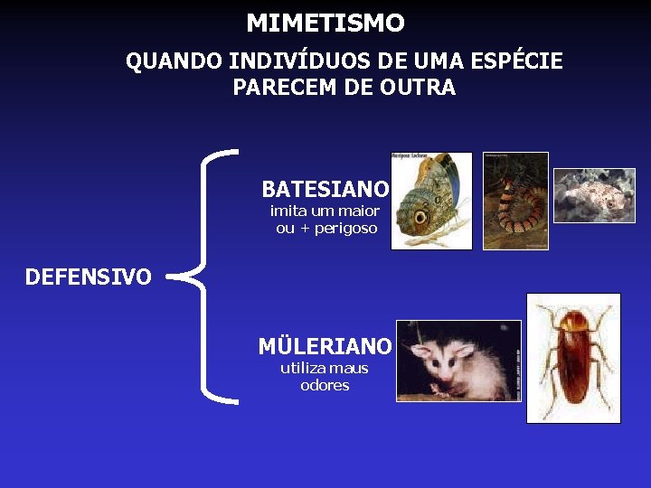 MIMETISMO QUANDO INDIVÍDUOS DE UMA ESPÉCIE PARECEM DE OUTRA BATESIANO imita um maior ou MIMETISMO QUANDO INDIVÍDUOS DE UMA ESPÉCIE PARECEM DE OUTRA BATESIANO imita um maior ou