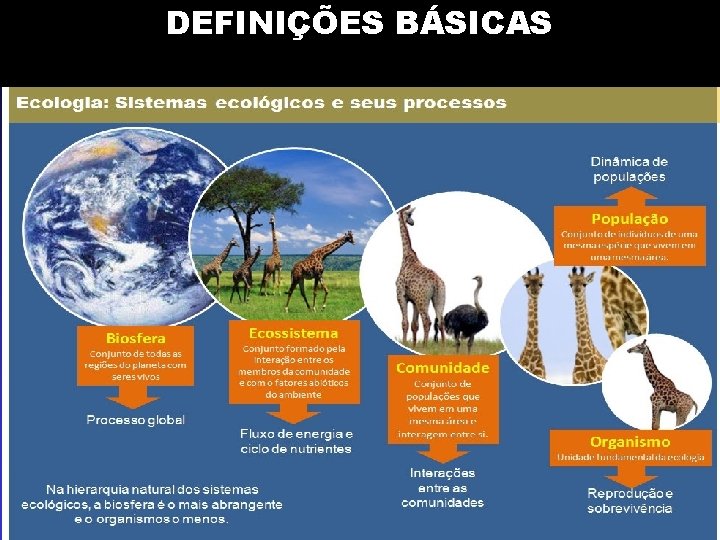 DEFINIÇÕES BÁSICAS DEFINIÇÕES BÁSICAS