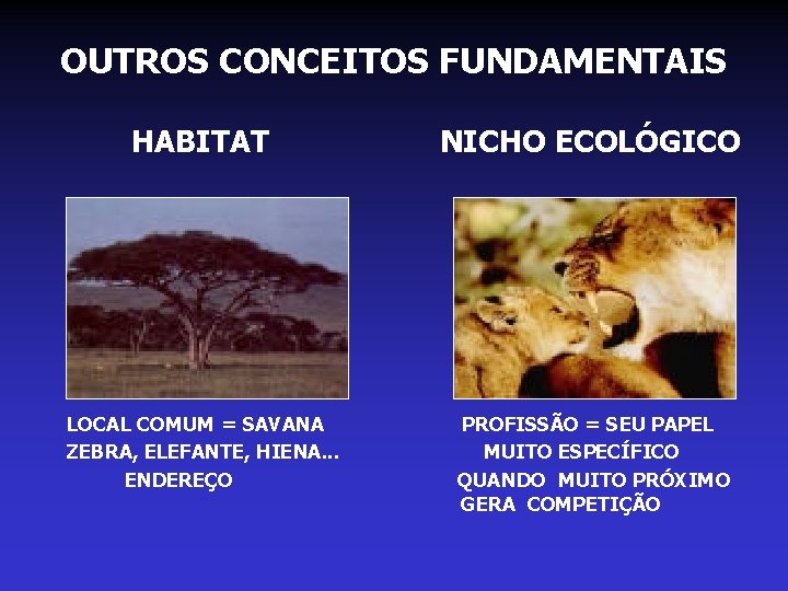 OUTROS CONCEITOS FUNDAMENTAIS HABITAT NICHO ECOLÓGICO LOCAL COMUM = SAVANA ZEBRA, ELEFANTE, HIENA. . OUTROS CONCEITOS FUNDAMENTAIS HABITAT NICHO ECOLÓGICO LOCAL COMUM = SAVANA ZEBRA, ELEFANTE, HIENA. .