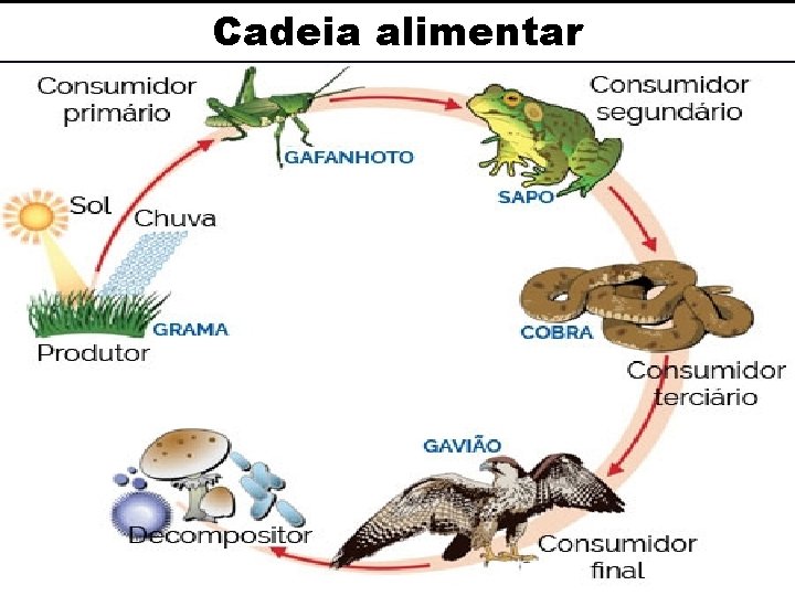 Cadeia alimentar Cadeia alimentar