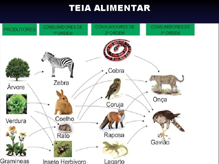 TEIA ALIMENTAR TEIA ALIMENTAR
