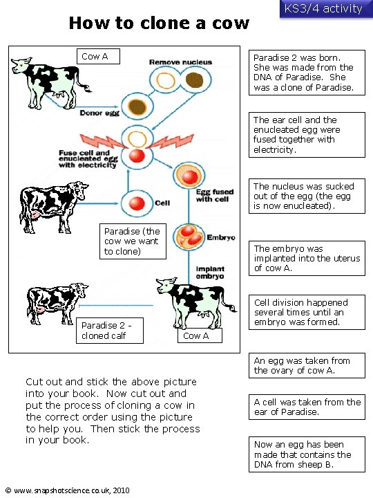 How to clone a cow Cow A KS 3/4 activity Paradise 2 was born.
