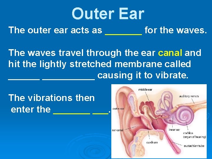 Outer Ear The outer ear acts as _______ for the waves. The waves travel