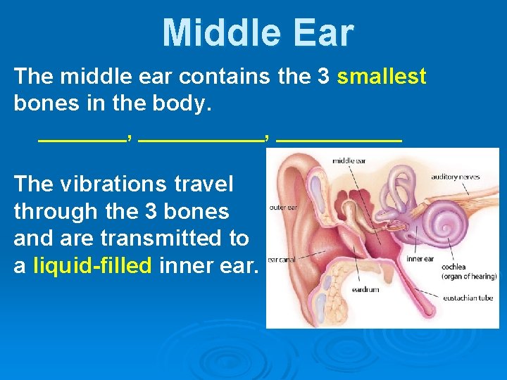 Middle Ear The middle ear contains the 3 smallest bones in the body. _______,