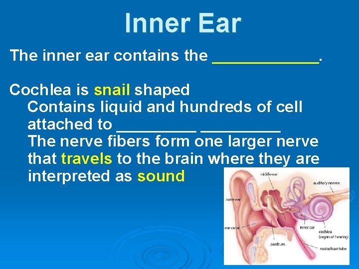 Inner Ear The inner ear contains the ______. Cochlea is snail shaped Contains liquid