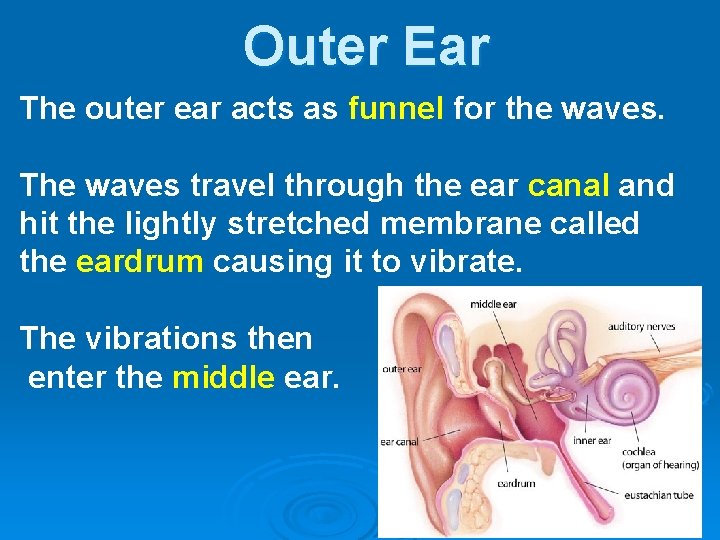 Outer Ear The outer ear acts as funnel for the waves. The waves travel