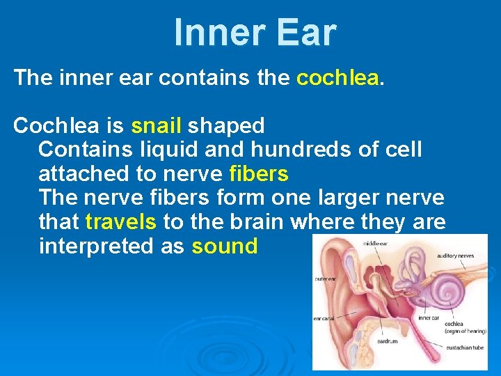 Inner Ear The inner ear contains the cochlea. Cochlea is snail shaped Contains liquid