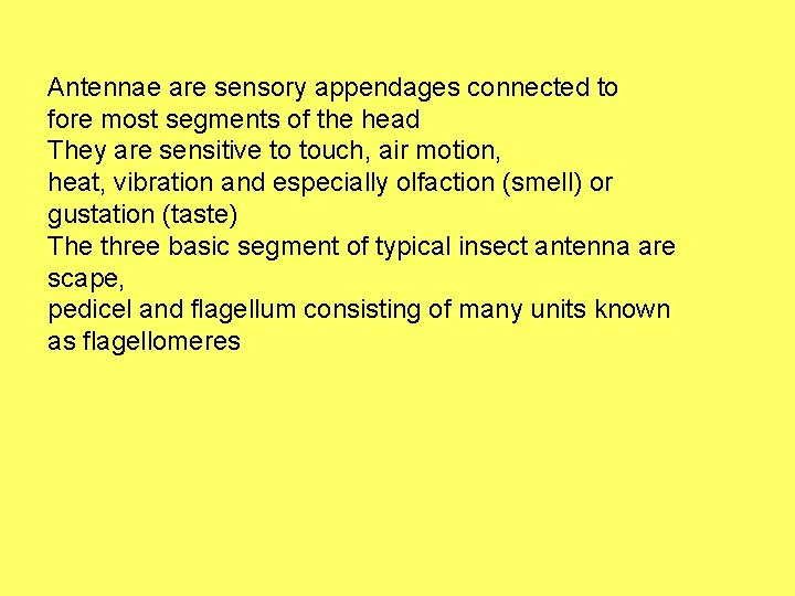 Antennae are sensory appendages connected to fore most segments of the head They are