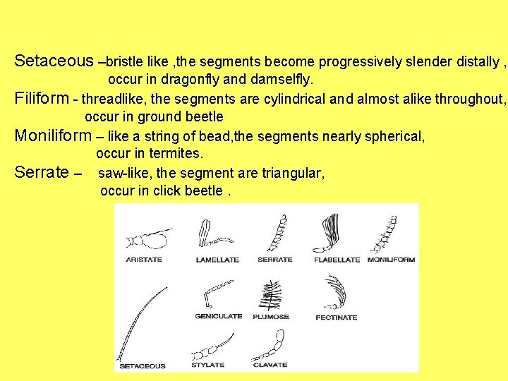 Setaceous –bristle like , the segments become progressively slender distally , occur in dragonfly