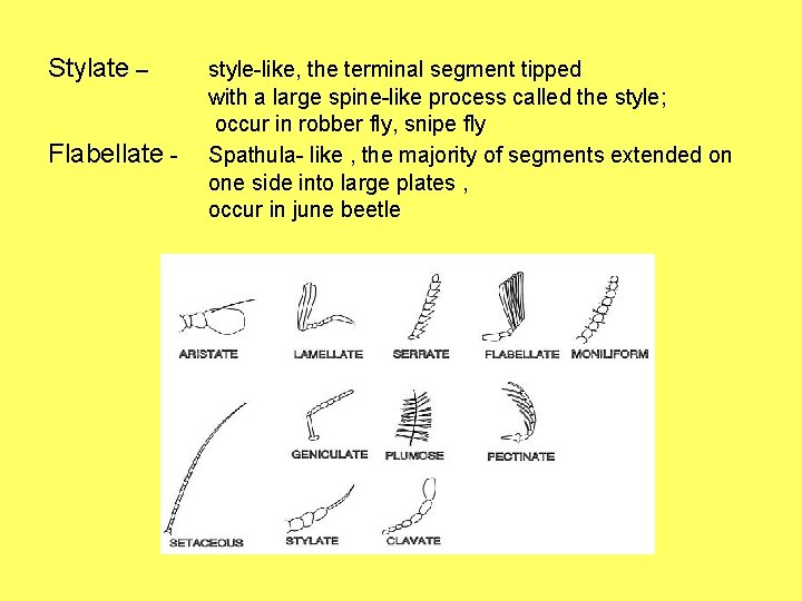 Stylate – Flabellate - style-like, the terminal segment tipped with a large spine-like process