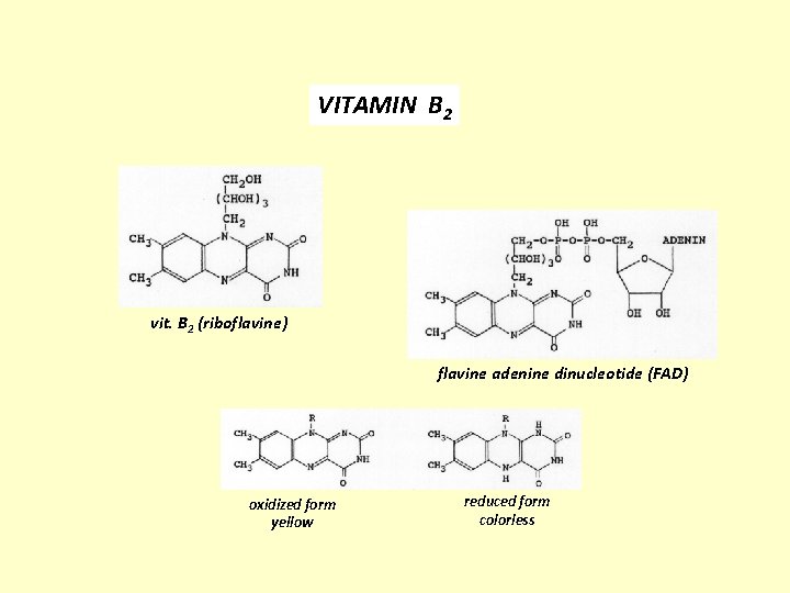 VITAMIN B 2 vit. B 2 (riboflavine) flavine adenine dinucleotide (FAD) oxidized form yellow